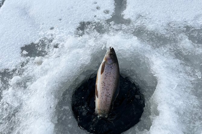3 Hour Ice Fishing Experience - The catch can range from nothing to a trophy burbot