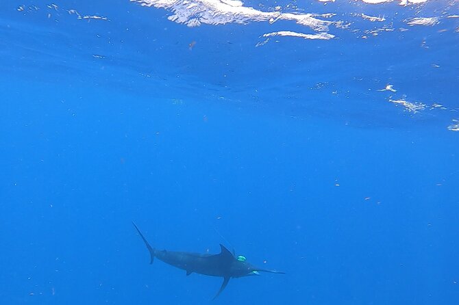 4 Hour Costa Maya Fishing and Snorkeling Experience - One hour above the Mesoamerican Reef