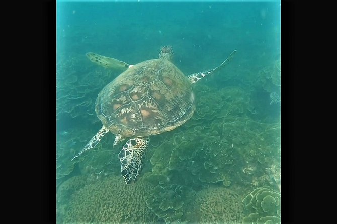 4H Snorkeling and Fishing Cruise on Magnetic Island - Starting at Horseshoe Bay at 8:45 am