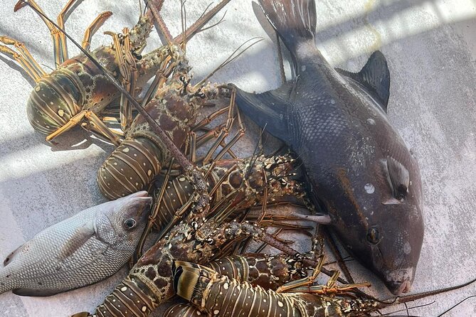 4HR-Halfday Private Fishing Tour in Gracebay - Drinks, snacks, and practical comfort