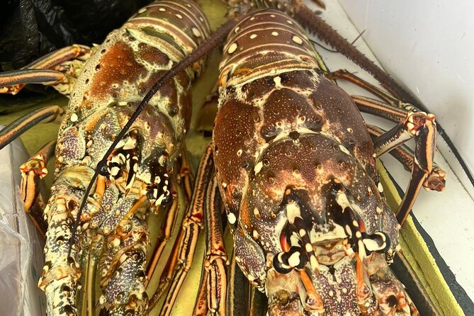 4HR-Halfday Private Fishing Tour in Gracebay - What your four hours are likely to feel like