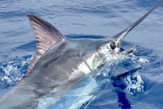 6 Hour Fishing Charter - Choosing between marlin, tuna, Wahoo, and family fishing