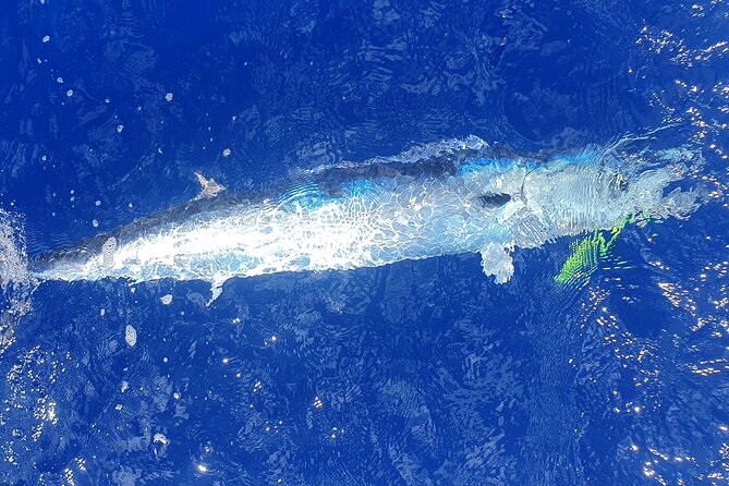 A Day of Big Game Fishing in a small group - Meeting point, transfers, and timing