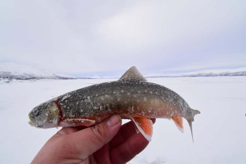 Abisko: Ice Fishing Experience - What the $99 Price Really Covers
