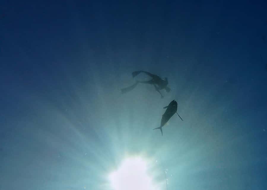Amed: Spearfishing, Freediving and Catch & Cook Adventure - Timing, cancellations, and practical value