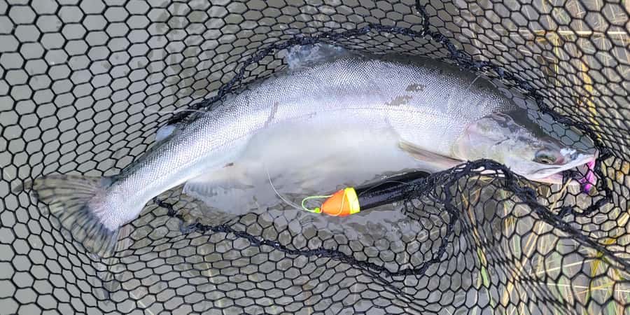 Anchorage: Full-day guided salmon fishing with Hotel Pickup - From Anchorage hotels to a Southcentral stream
