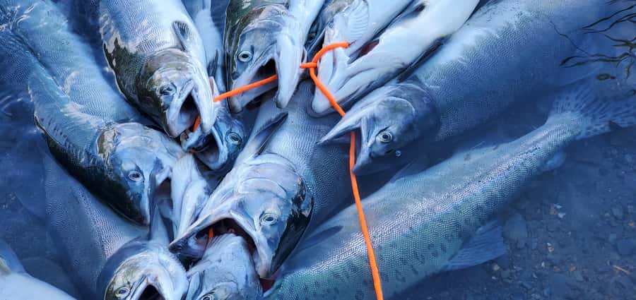 Anchorage: Full-day guided salmon fishing with Hotel Pickup - How much value do you get for $409?