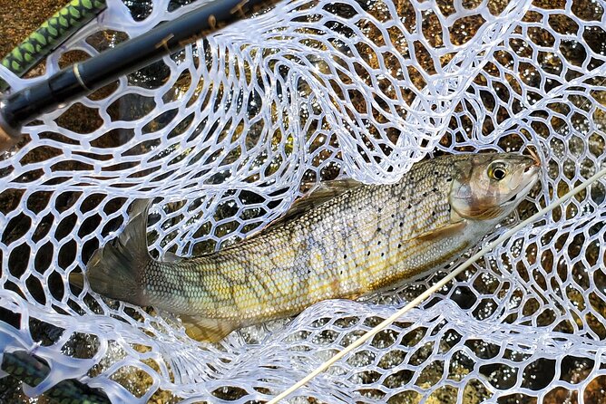 Anchorage Guided Fly-fishing with transportation - What you may catch in 4 to 6 hours