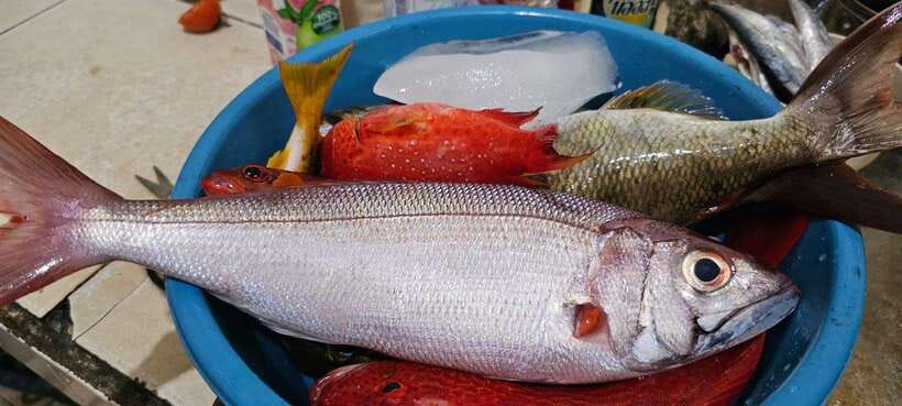 Bali: Private Fishing Trip with Lunch - FAQ