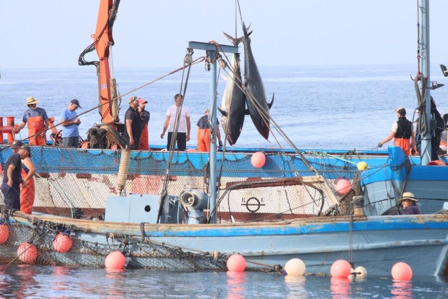 Barbate: Boat Tour to the Almadraba of Conil (Tuna Fishing) - What to bring and what to leave behind