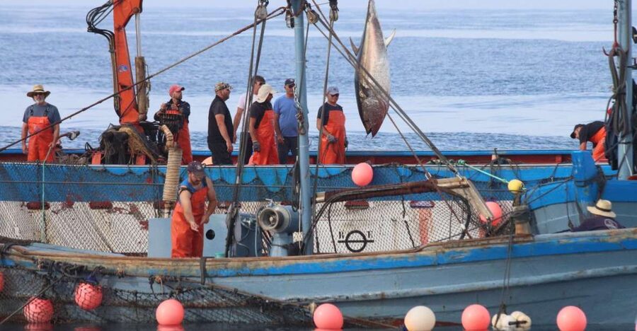 Barbate: Boat Tour to the Almadraba of Conil (Tuna Fishing) - What the Conil almadraba really is
