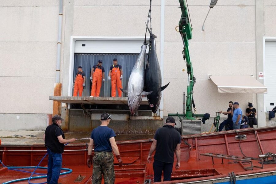 Barbate: Boat Tour to the Almadraba of Conil (Tuna Fishing) - Reaching the almadraba and finding your view