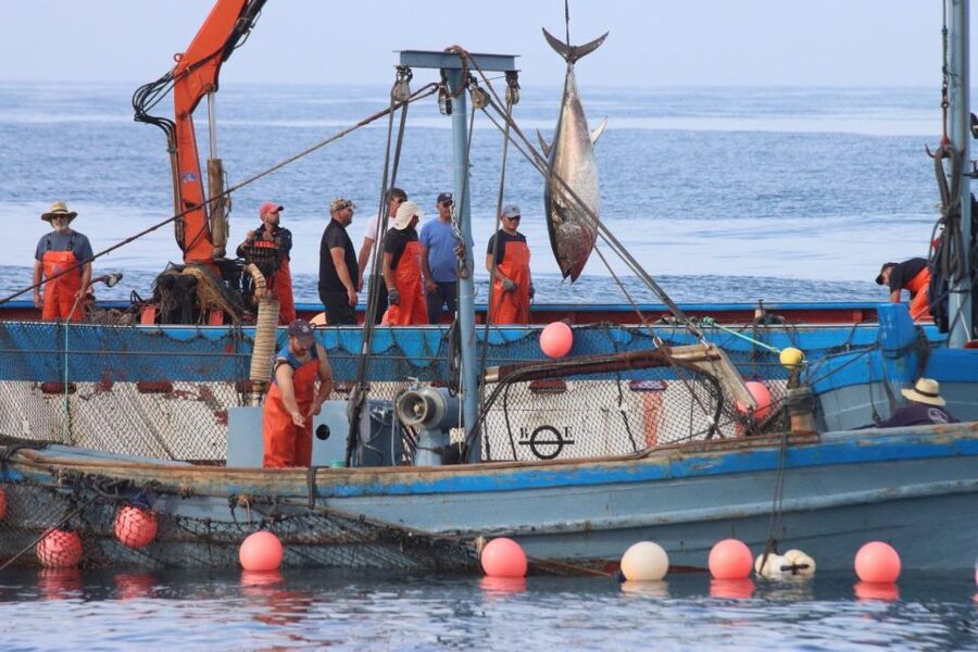 Barbate: Boat Tour to the Almadraba of Conil (Tuna Fishing) - The levantá, the tour’s main event
