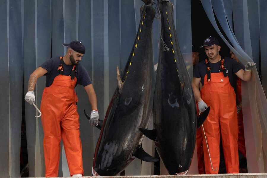 Barbate: Boat Tour to the Almadraba of Conil (Tuna Fishing) - How the tuna are handled after the catch