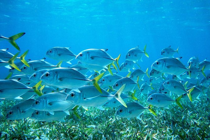 Barrier Reef Snorkel & Fishing Combo - Key points about the Hopkins reef combo