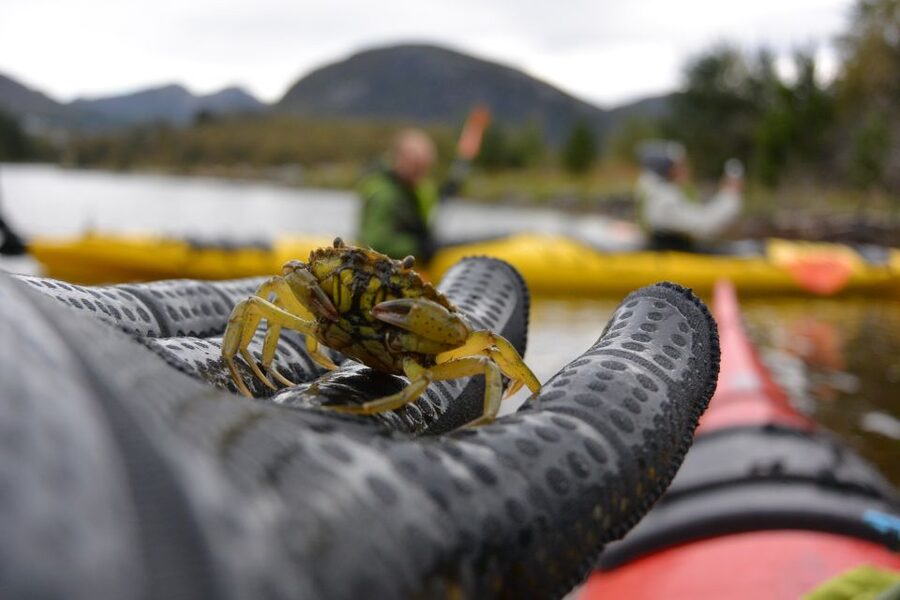 Bergen: Guided Fishing Tour with Outdoor Cooking - A catch that becomes lunch