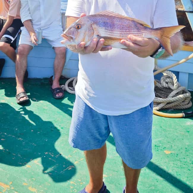 Biograd: Authentic Family friendly Fishing tour in Croatia. - Dolphins, fish farms, and the Vrgada coast