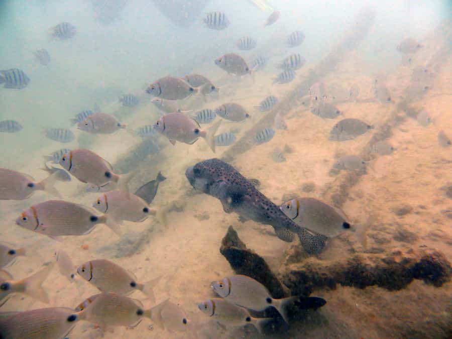 Boa Vista: Motoryacht Trip with Fishing, Snorkel, Beach BBQ - The beach BBQ with fresh fish or meat