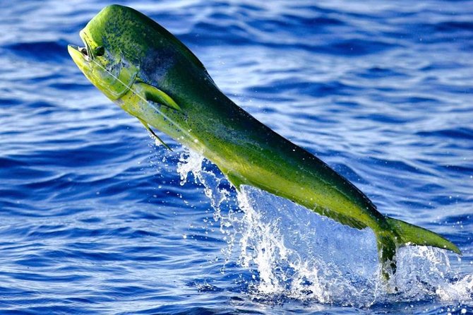 Boca Raton Deep Sea Fishing Trips - The captain matters more than the boat