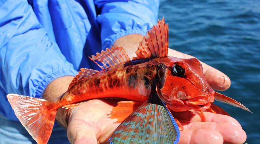 Bottom Fishing Lagos - Is $70 good value for four hours?