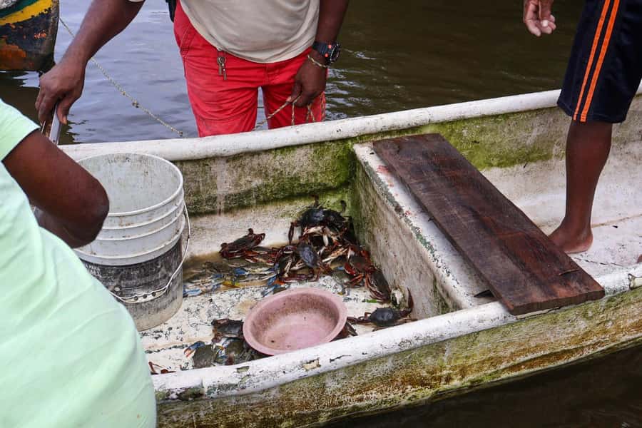 Cartagena: Artisanal fishing through the mangroves - The first lesson: why the mangroves matter