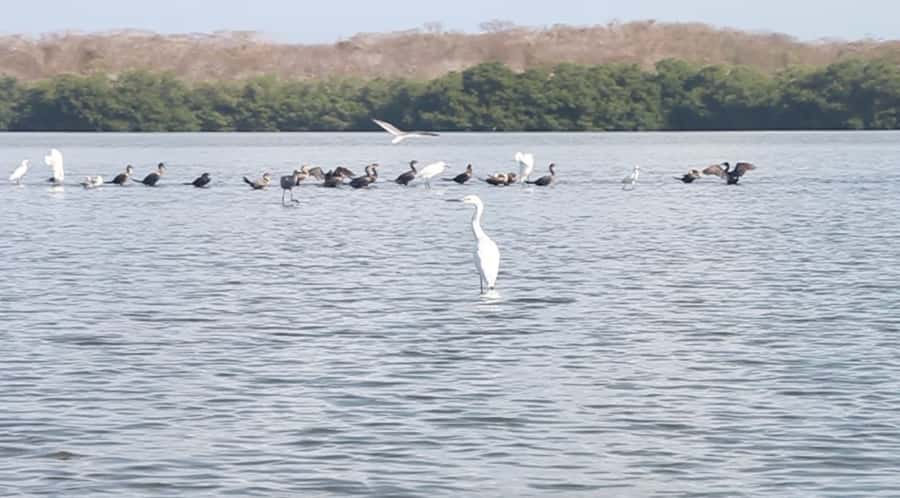 Cartagena Fishing, Crabbing, Birdwatching Experience + Lunch - Why this lagoon trip feels different from Cartagena sightseeing
