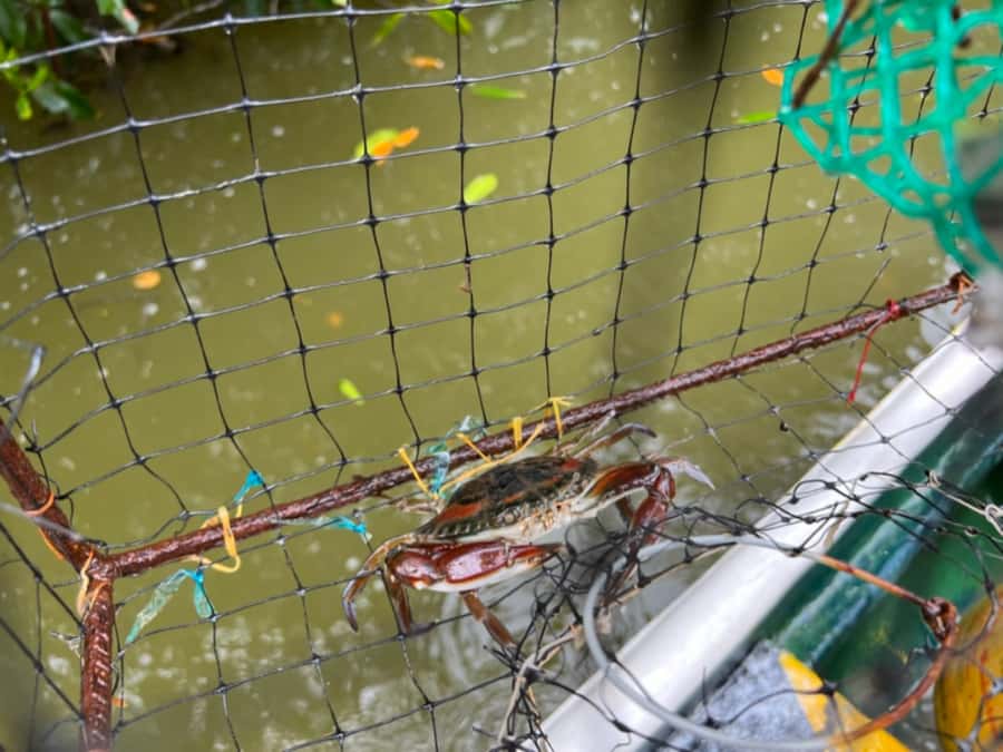 Cartagena Fishing, Crabbing, Birdwatching Experience + Lunch - Learning the local art of crabbing