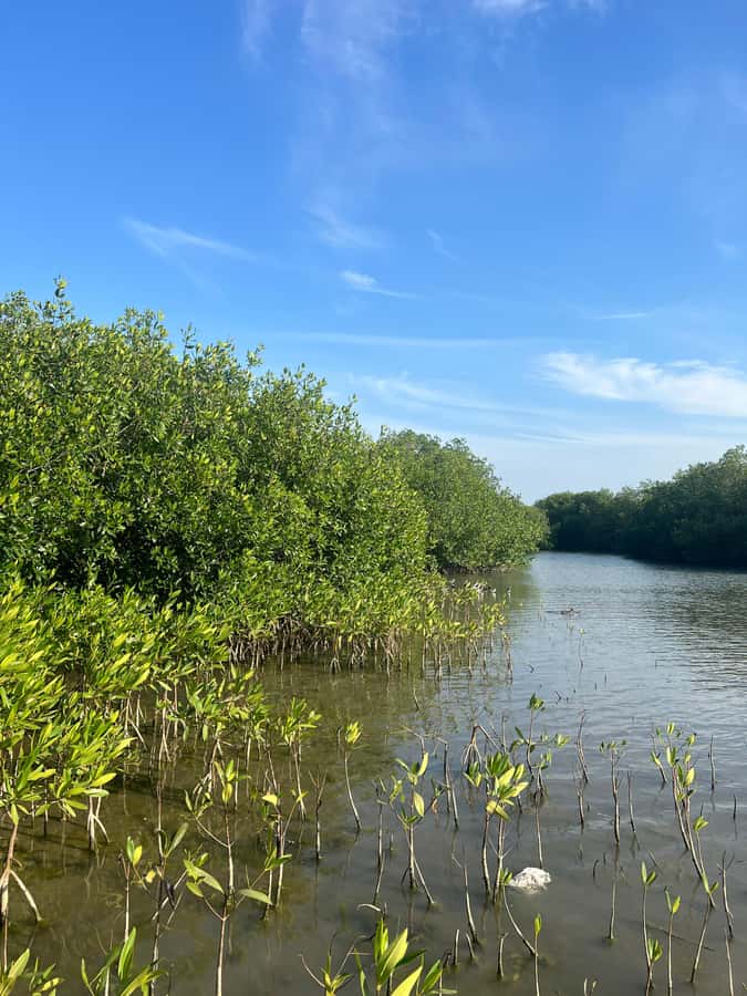 Cartagena: Mangrove Eco Tour & Fishing with Transportation - Drums, dancing, and a more personal visit