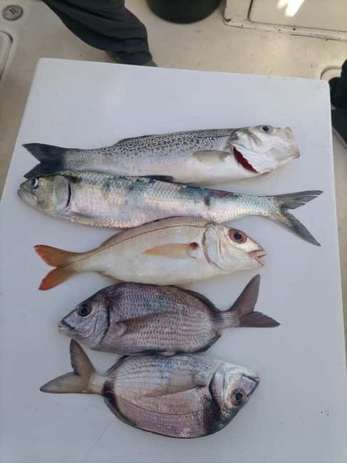 Cascais: Half-Day Fishing Trip - Views of Cascais and the Sintra mountains