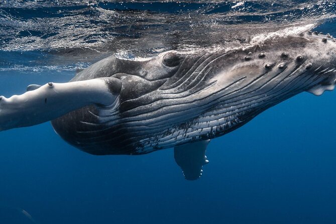 DEEP SEA FISHING 1/2 day (private group) - Practical details before you go