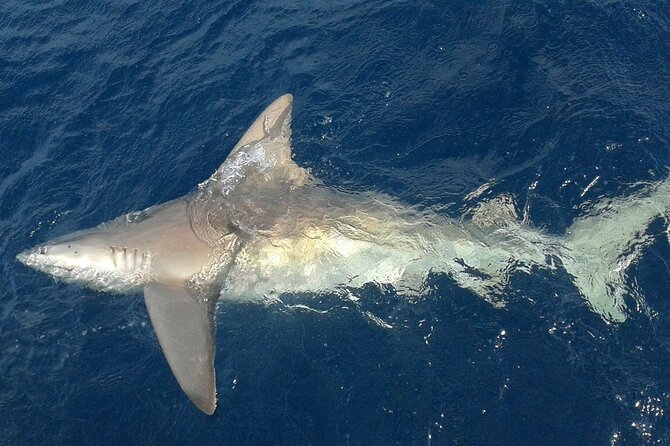 Deep sea fishing charters in Fort Lauderdale aboard 52' Hatteras - The species you may target