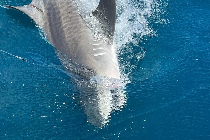 Deep sea fishing charters in Fort Lauderdale aboard 52' Hatteras - What you receive for $995