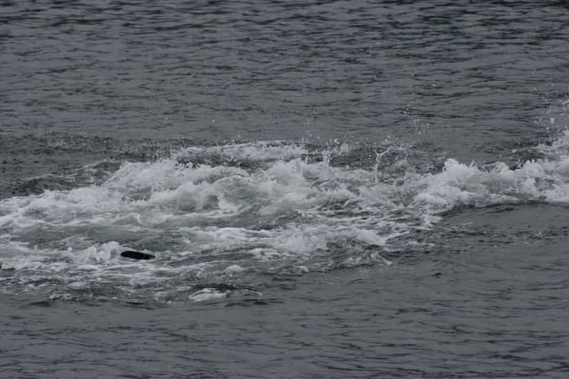 Ear Mountain Charters tours: whale watching or fishing - Timing Around a Cruise Ship Call