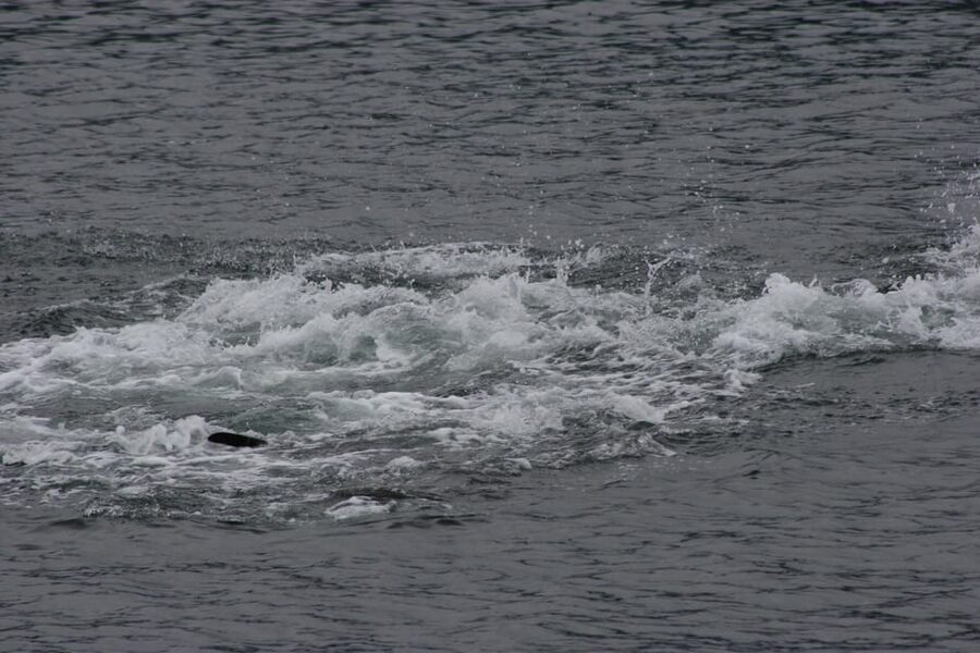 Ear Mountain Charters tours: whale watching or fishing - Whale Watching Around Icy Strait