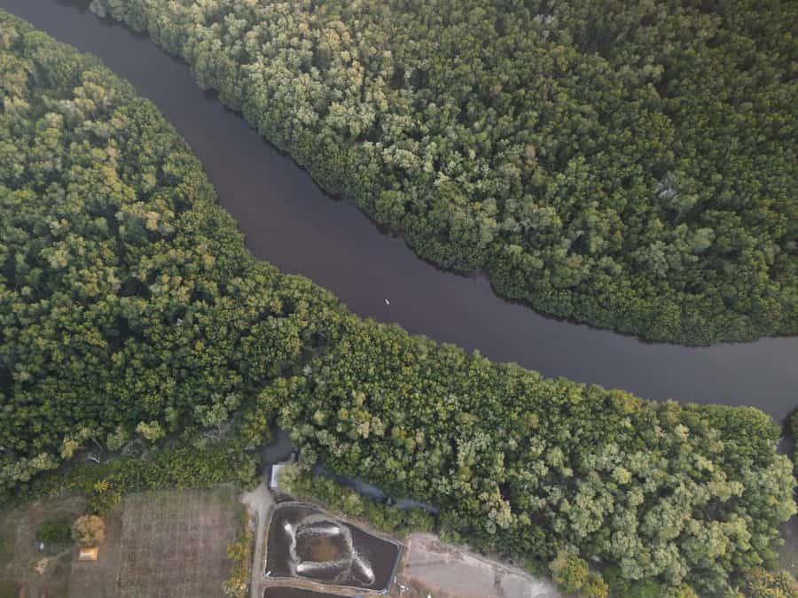 El Paredón: Mangrove Boat Tour with Optional Fishing - Planting a mangrove, not just looking at one