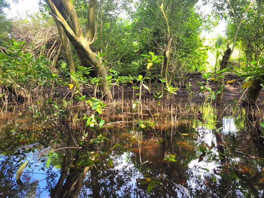 El Paredón: Mangrove Boat Tour with Optional Fishing - Optional fishing with local methods