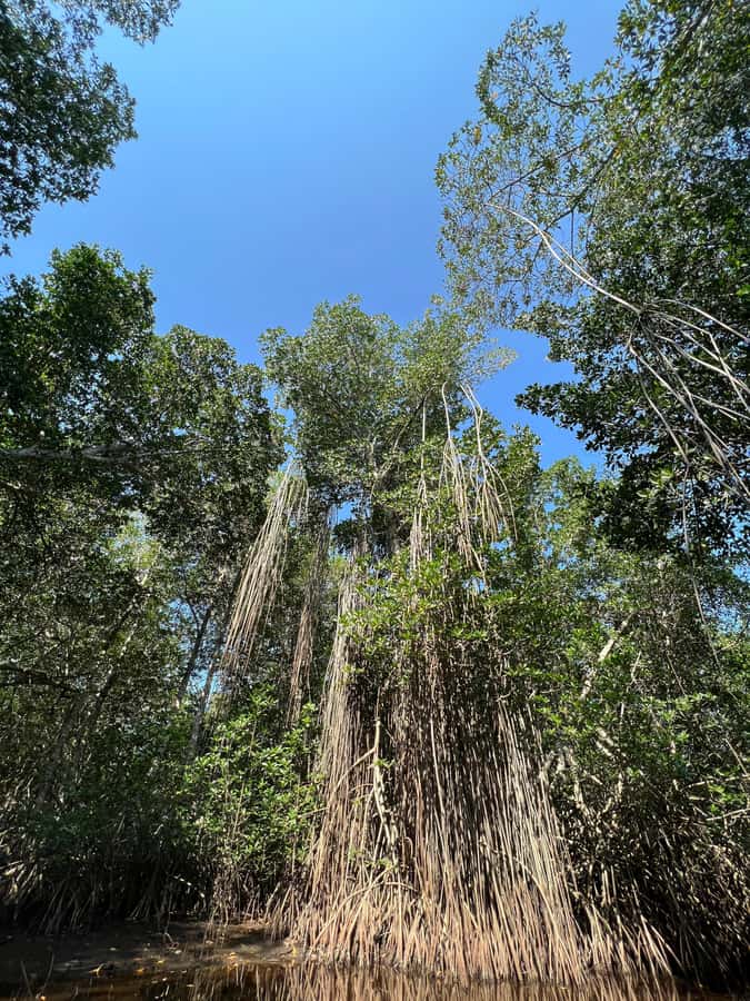 El Paredón: Mangrove Boat Tour with Optional Fishing - Choosing between 8:00 AM and 4:00 PM
