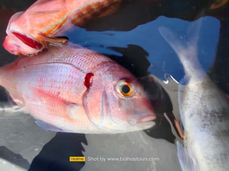 Explore Sesimbra: Private Sport Fishing All Inclusive Tour - A private format that works for mixed groups