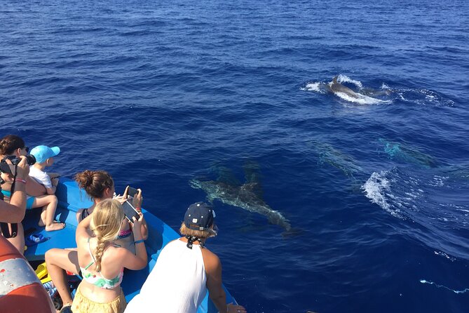 Fishing, Snorkelling & Dolphin Boat Tour - Watching for dolphins and whales