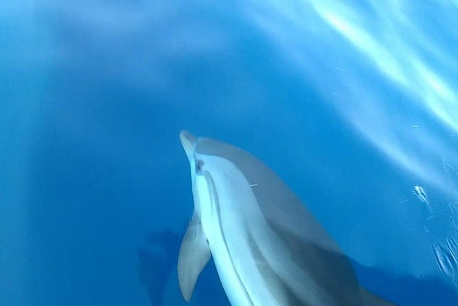 Fishing, Snorkelling & Dolphin Boat Tour - Booking, cancellation, and practical planning