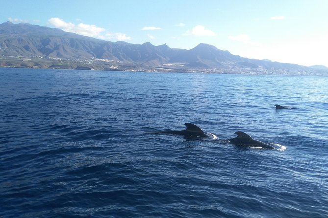 Fishing trip, Tenerife Sea Passion - Weather, changes, and the practical details