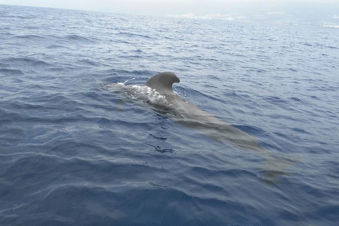 Fishing trip, Tenerife Sea Passion - My verdict on Sea Passion Tenerife