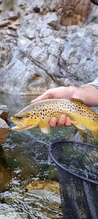Fly Fishing in Cape Town - Who should book this Cape Town fishing trip