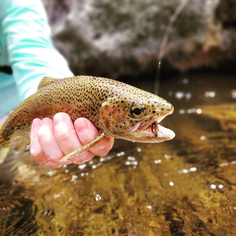 Fly Fishing in Cape Town - Why a small group matters on a clear stream
