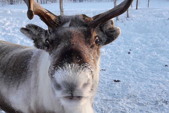 From Ivalo: Ice Fishing Safari to Lake Inari, reindeers & lunch - Meeting reindeer on an island