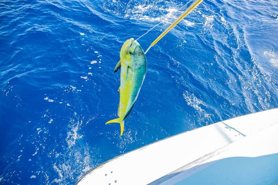 From Punta Cana: Deep Sea Fishing Tour by Boat with Drinks - The shared-boat issue you should understand