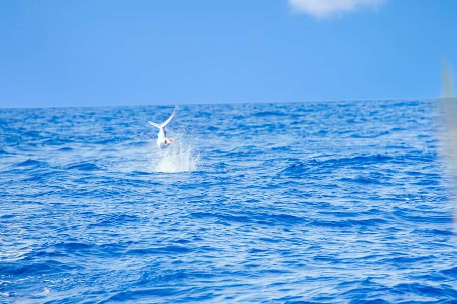 From Punta Cana: Deep Sea Fishing Tour by Boat with Drinks - Booking details worth checking first