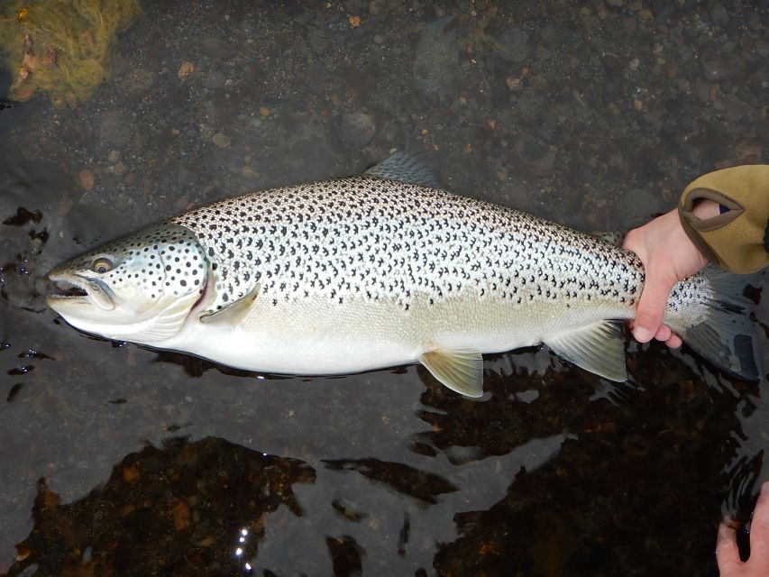 From Reykjavik: Lake and River Fishing Tour - What the private format adds
