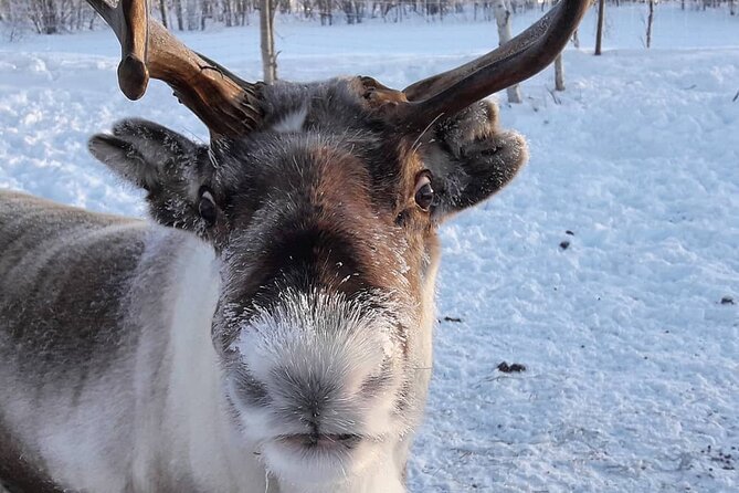 From Saariselkä: Ice Fishing Tour to Lake Inari, reindeers &lunch - Practical details before you book