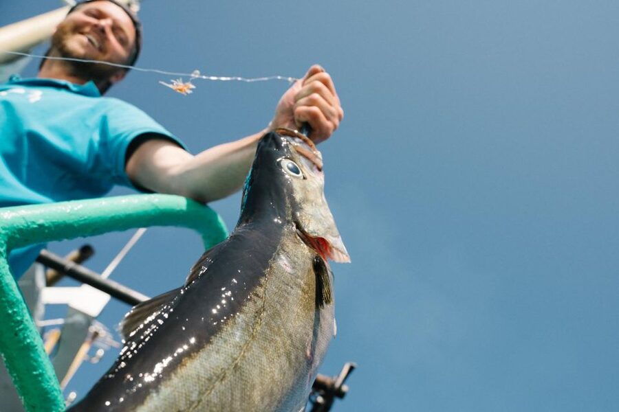 From Svolvaer: Lofoten Fishing Boat Cruise - Fishing for cod, pollock, and haddock